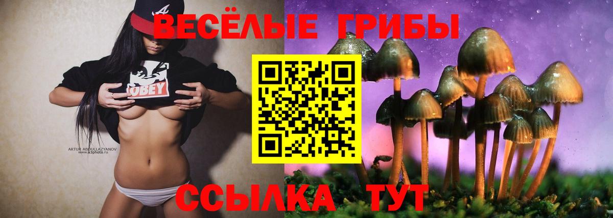 Псилоцибиновые грибы Cubensis  закладка  Боровичи 